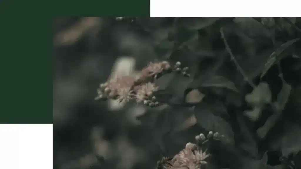 darkgreen leaves